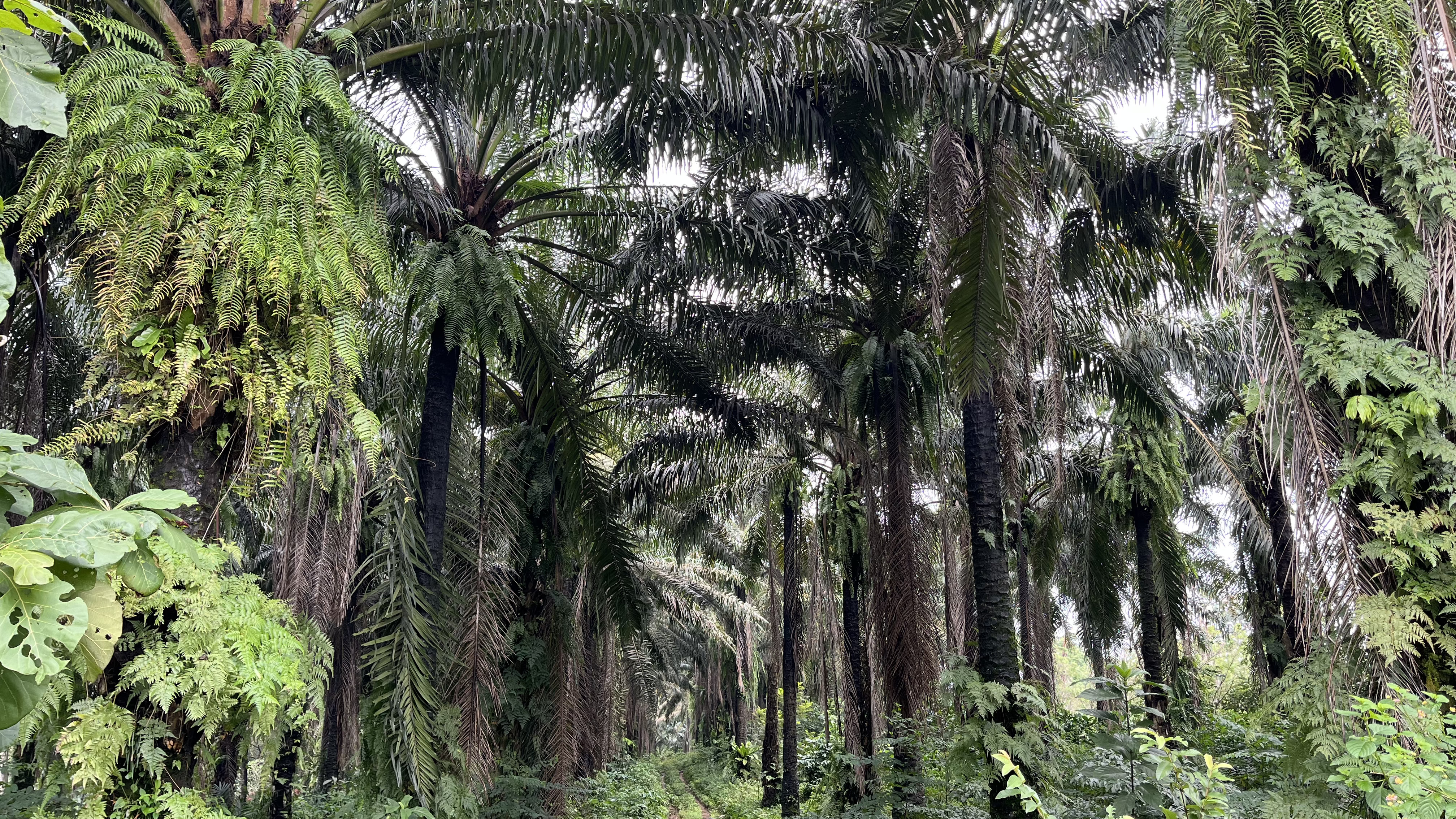 KELAPA SAWIT