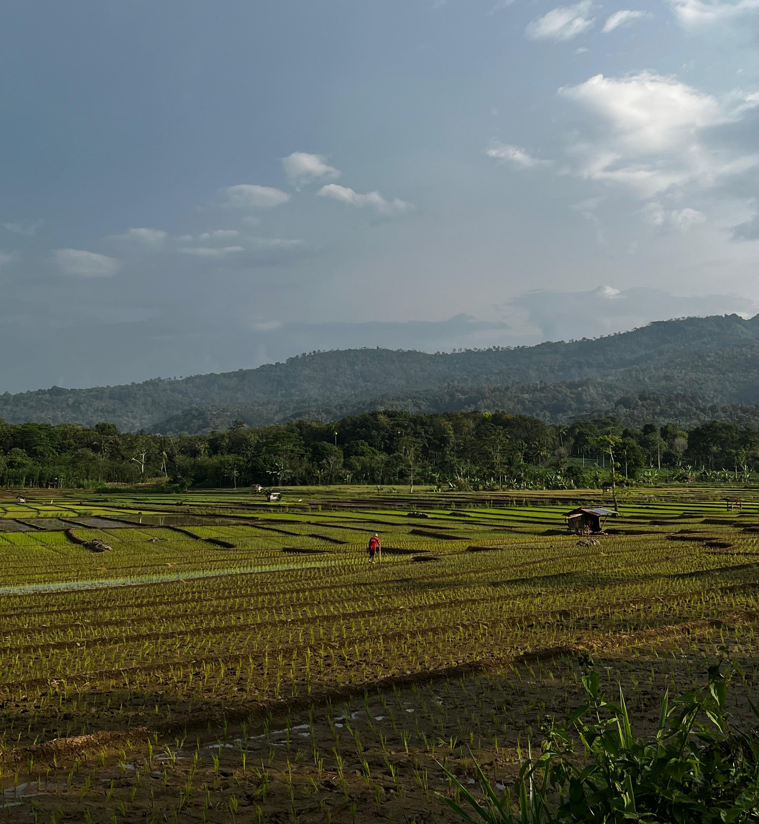 SPOT FOTO SAWAH SUKAJADI