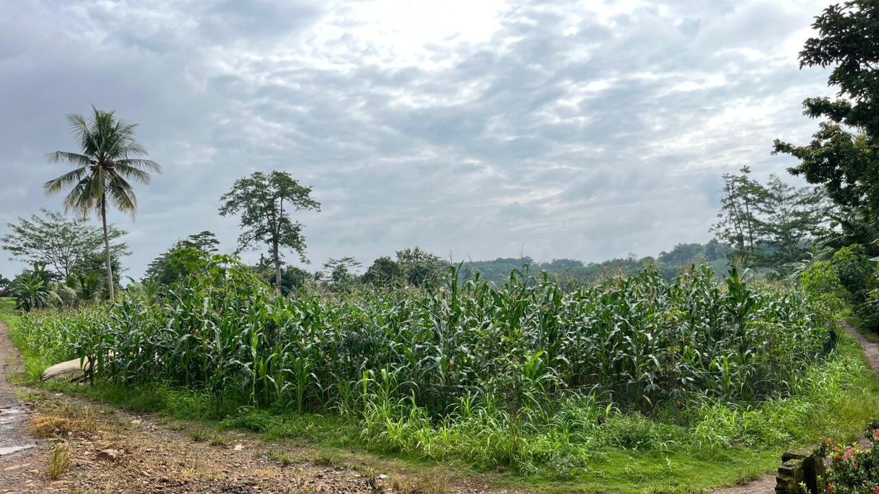 Potensi: JAGUNG